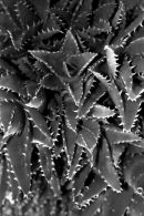 Cactus - B&W
